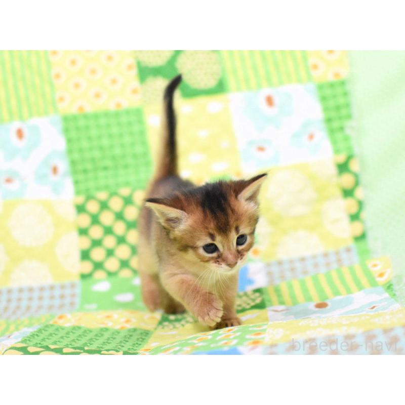 販売中の大阪府のソマリ-126292の5枚目